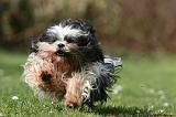 LHASSA APSO 294